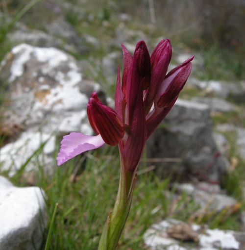 Orchis papilionacea